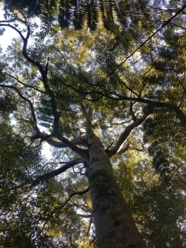 giant Maitai tree at Archery Park Nelson